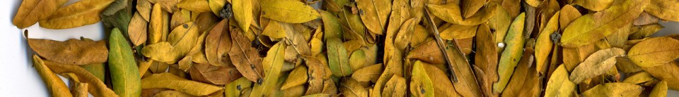 dried leaves